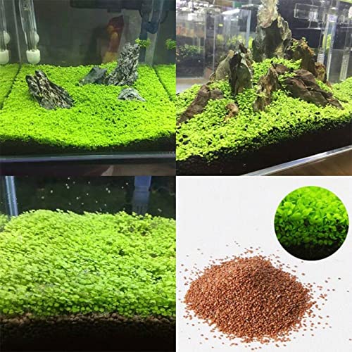 SN Aquatic Seeds For Live Planted Aquarium Growth