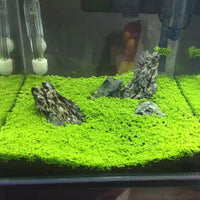 Thumbnail for SN Aquatic Seeds For Live Planted Aquarium Growth